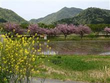 春のプチドライブ（八重桜🌸の堤を観に行って・・・・）