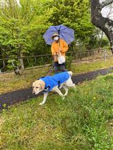 雨降り