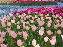 🌷春の花園巡りNo.9『ひたち海浜公園 チューリップ編』🌷