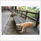 栃木 佐野市のお城へドライブ