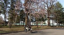 快晴の日曜日、桜も咲く