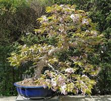 山桜の盆栽の植え替え他 山桜の盆栽の植え替え他