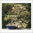 山桜の盆栽の植え替え他