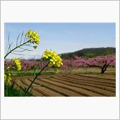 河川敷に花を撮りに行きました