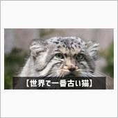 旧車に乗るということは