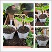新入りイチジクの苗たち🌱