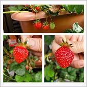 今朝は２粒🍓🍓