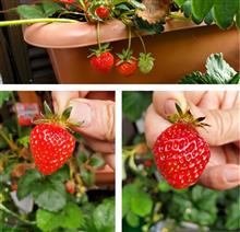 今朝は２粒🍓🍓