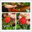 今朝は２粒🍓🍓
