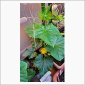 キュウリの花が咲きました✨🥒