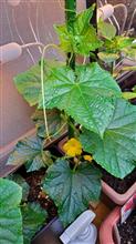 キュウリの花が咲きました✨🥒