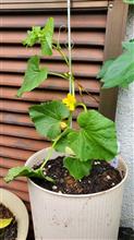 メロンの花が咲きました🍈