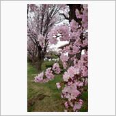 桜満開！