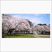 ２５日は桜めぐり