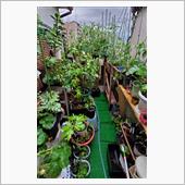 植物達は雨が好き🌧️