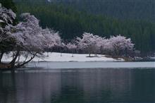 桜2022 新潟の桜３ 中子の桜も！ ＼(^o^)／
