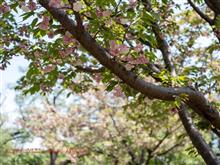 The last SAKURA to watch in Musashino 2022