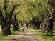 「東北5つの桜名所めぐり」と銘打った葉桜鑑賞ツアー1日目