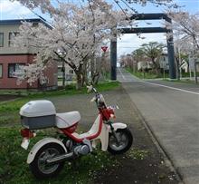 〔ﾐﾆﾊﾞｲｸ〕2stミニと桜