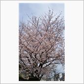新緑の季節。陽だまりに抱かれ ...
