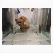 今日はワンコット   #犬  ...