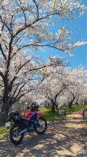 余市で桜見