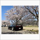 桜+NSX vol.11 フ ...
