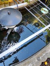 池の水取り替え