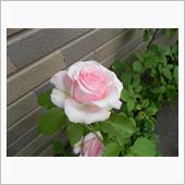 バラの開花は、もうすぐ・・・