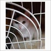 新しい家族の受け入れで、まさ ...