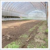 脚長は苦手と顔と田植え