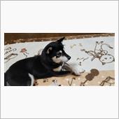 愛犬、菜々の大冒険（車中泊）