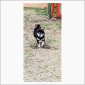 愛犬、菜々の大冒険（車中泊） ...