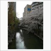桜はやっぱりいい。