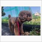 朝の散歩。