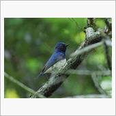 野鳥撮影二日目