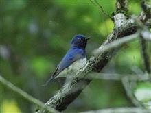 野鳥撮影二日目
