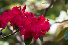 神代植物公園 晩春の花 神代植物公園 晩春の花