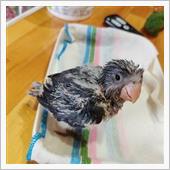 オキナインコのヒナ！