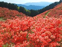 【速報】　大和葛城山 つつじ開花状況　2022年5月6日(金)15時現在