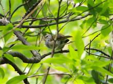 野鳥撮影三日目 野鳥撮影三日目