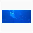 GW後半の連休の５日目　水族館へ