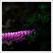 春の花と美味しいもの編(◍• ...