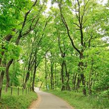 森林公園ウォーキング