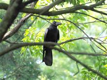 野鳥撮影、飛んで四日目の翌日で五日目 野鳥撮影、飛んで四日目の翌日で五日目