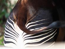 よこはま動物園ズーラシア