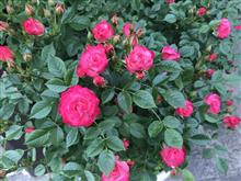 薔薇が咲き始めました！