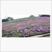 芝桜：part１間に合いまし ...