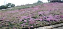 芝桜：part１間に合いました✌️😌