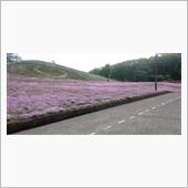 芝桜：part２